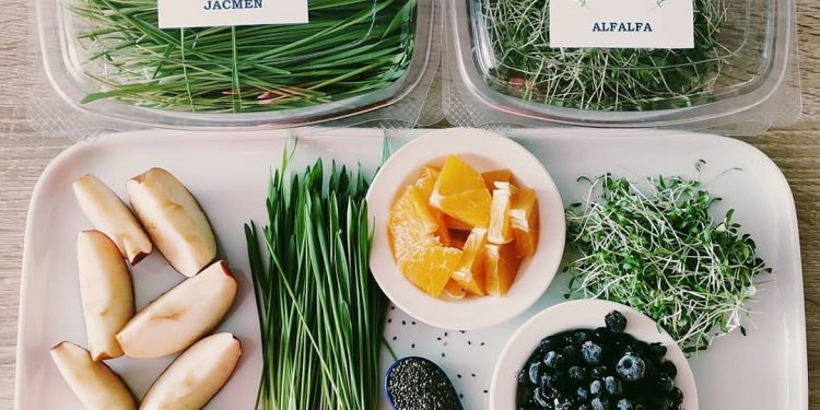 Mikrozeleninka spod Tatier